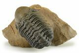 Curled Reedops Trilobite - Beautiful Preservation #275234-2